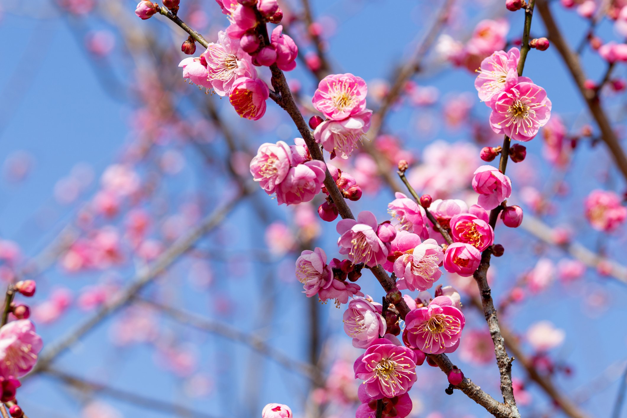 🌳 진다이 식물공원(진다이 쇼쿠부츠 코엔) 이미지 9